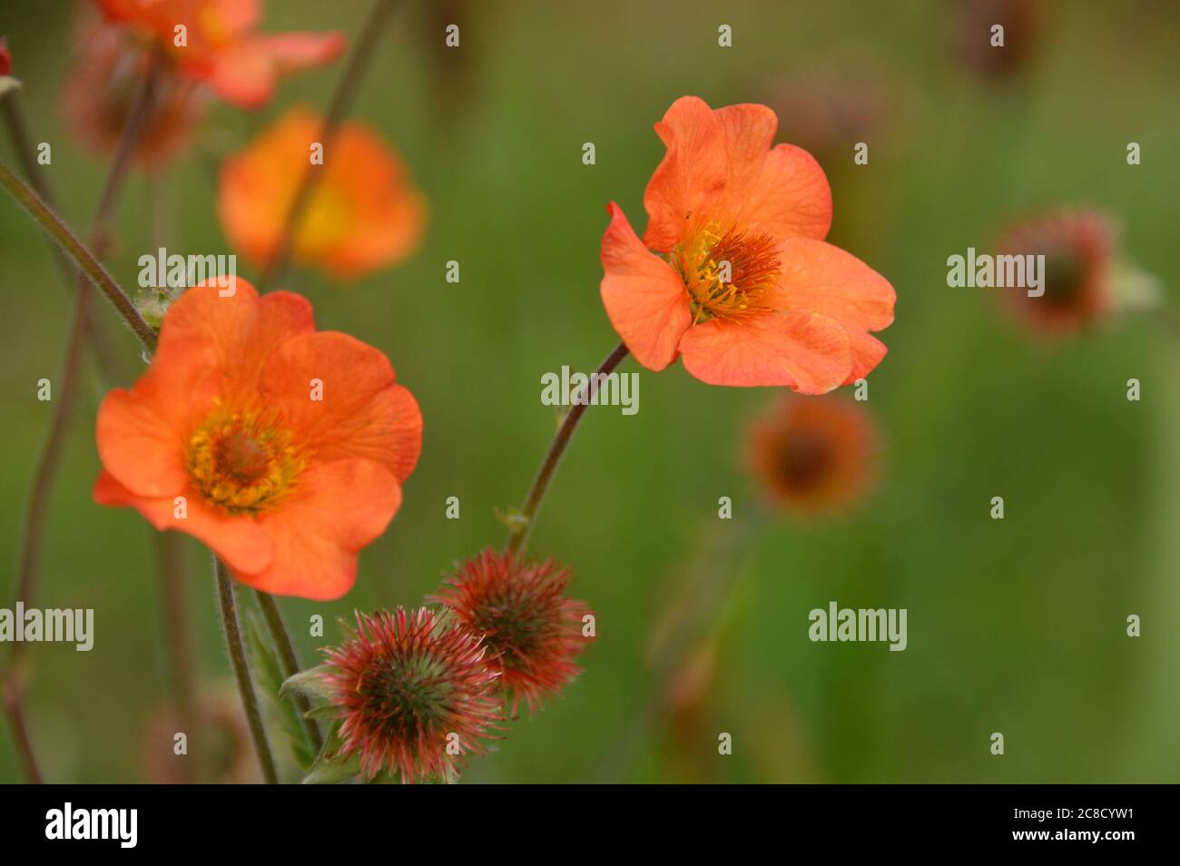 Orange tangerine flowers hires stock photography and images Alamy