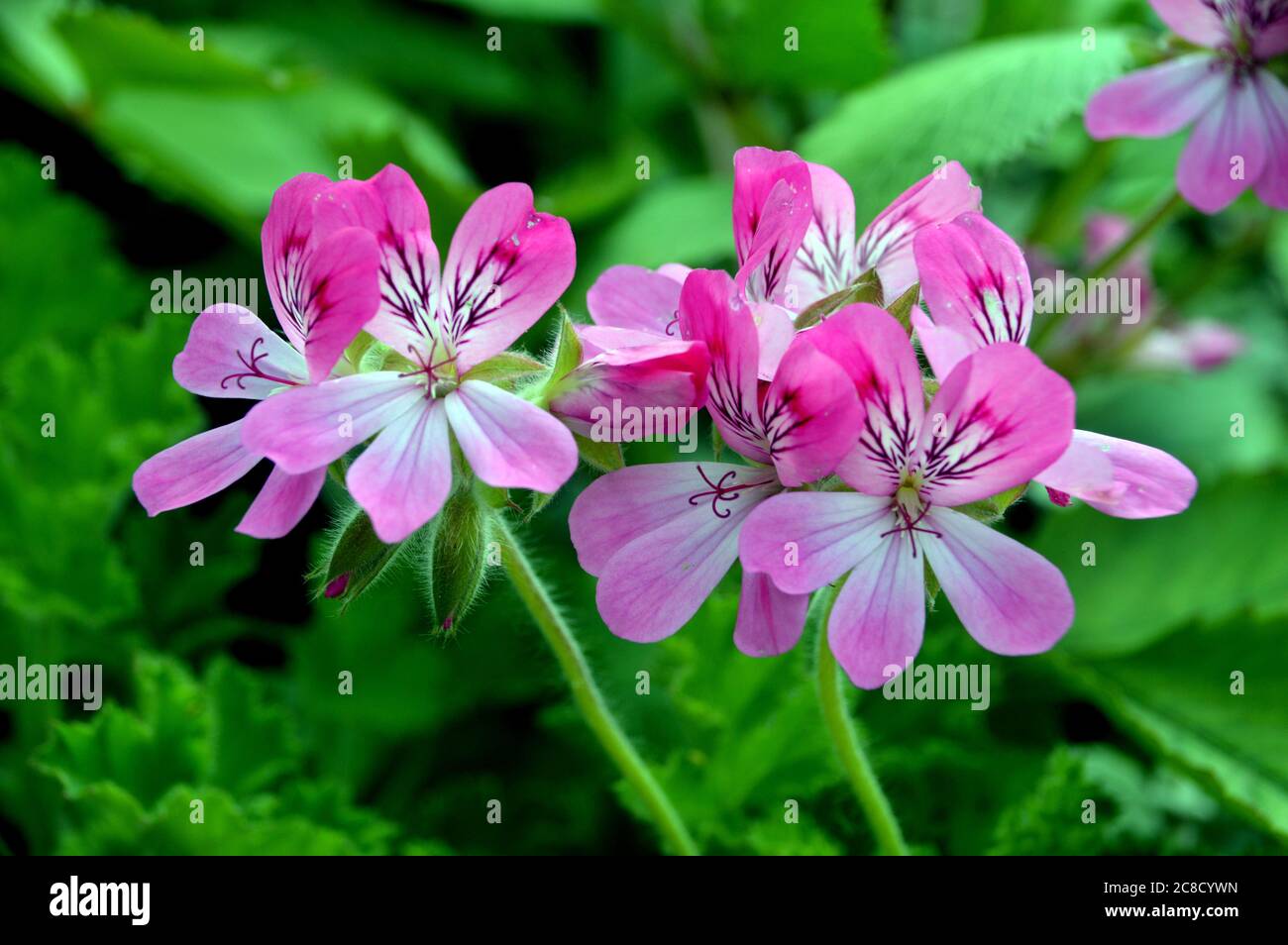 Scented Pelargonium (Geranium) Pink 'Capitatum' Flowers grown in the flowerpots at RHS Garden Harlow Carr, Harrogate, Yorkshire, England, UK. Stock Photo