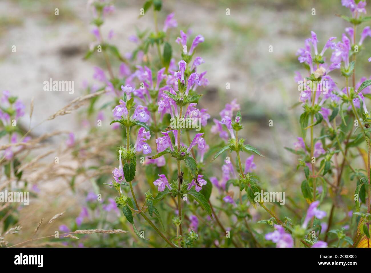 Acinos arvensis, basil thyme, spring savory flowers in meadow macro selective focus Stock Photo