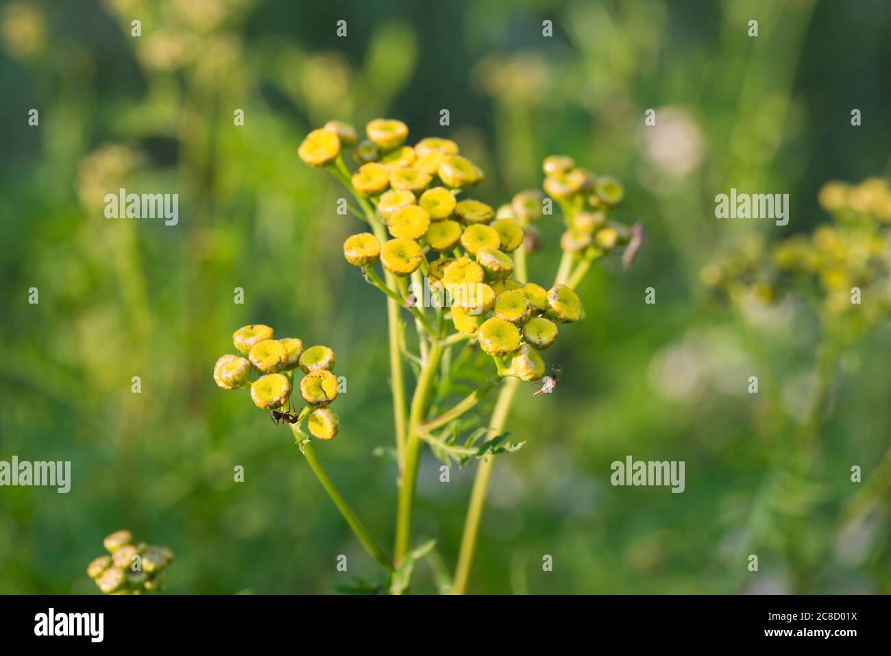 Tansy Tanacetum vulgare, golden, bitter buttons yellow flowers in meadow macro selective focus Stock Photo