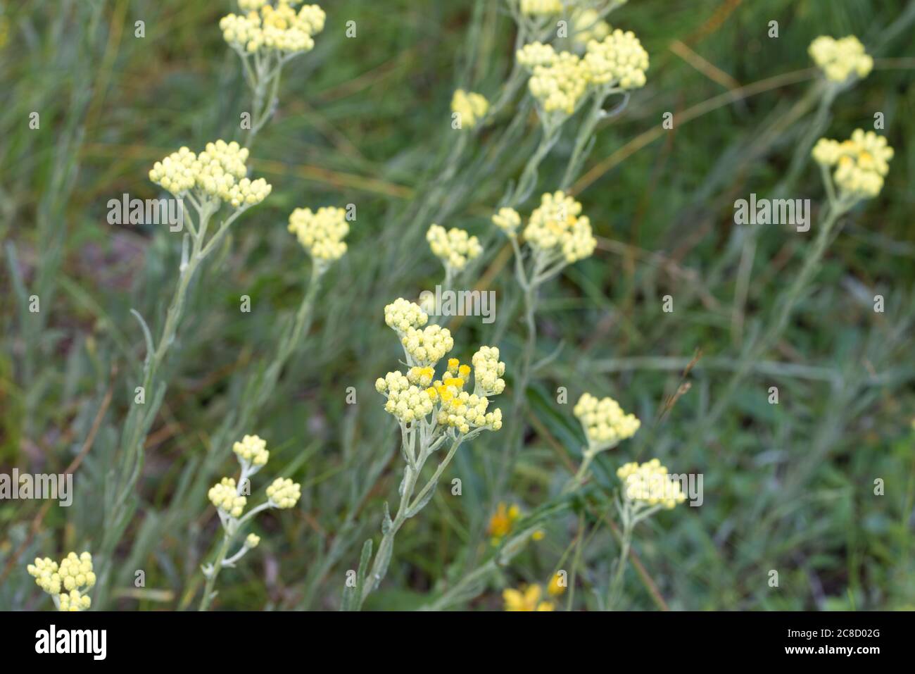 Helichrysum arenarium  dwarf everlast immortelle yellow flowers in meadow macro selective focus Stock Photo