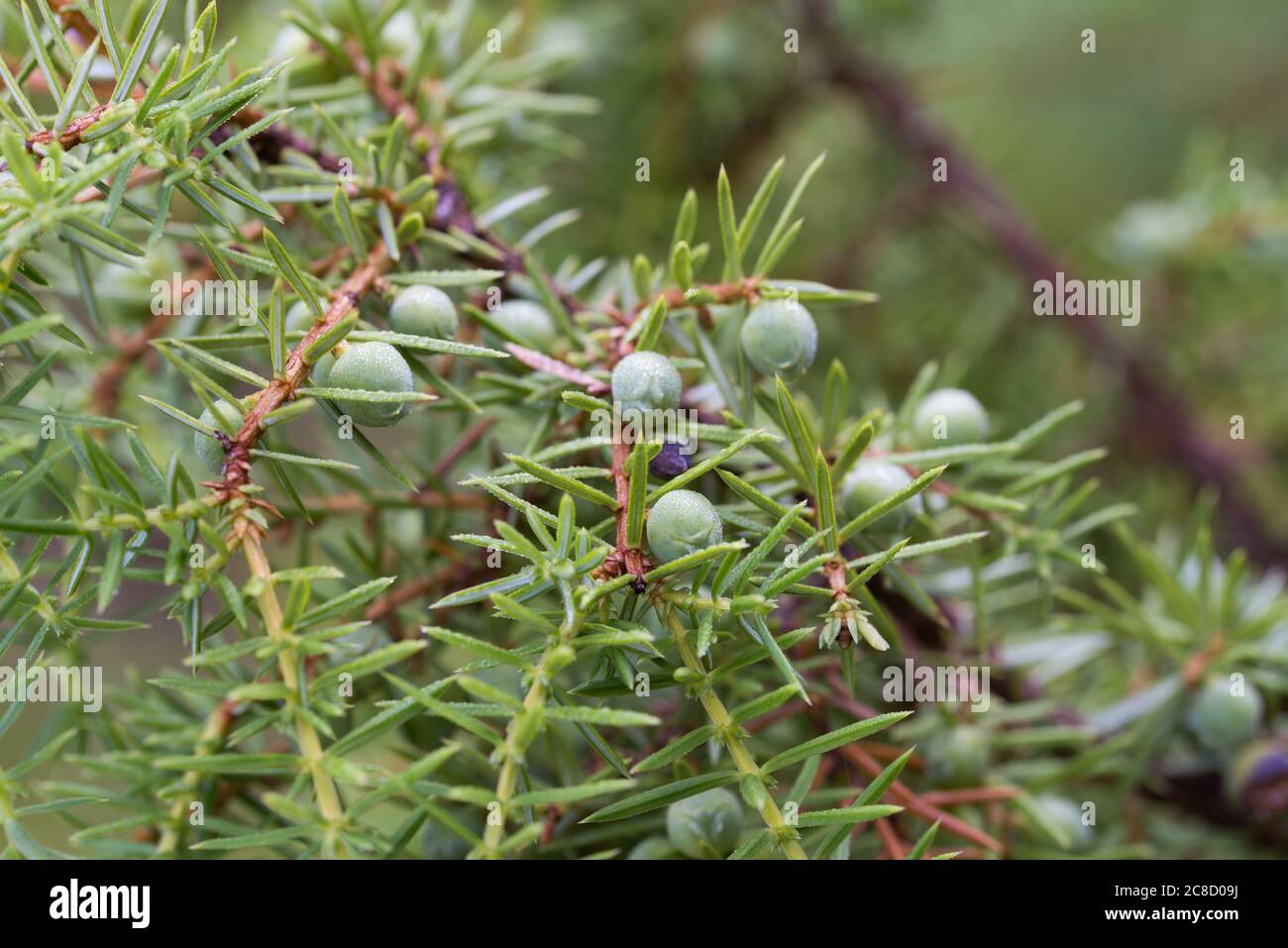 juniper unripe berries on twig macro selective focus Stock Photo
