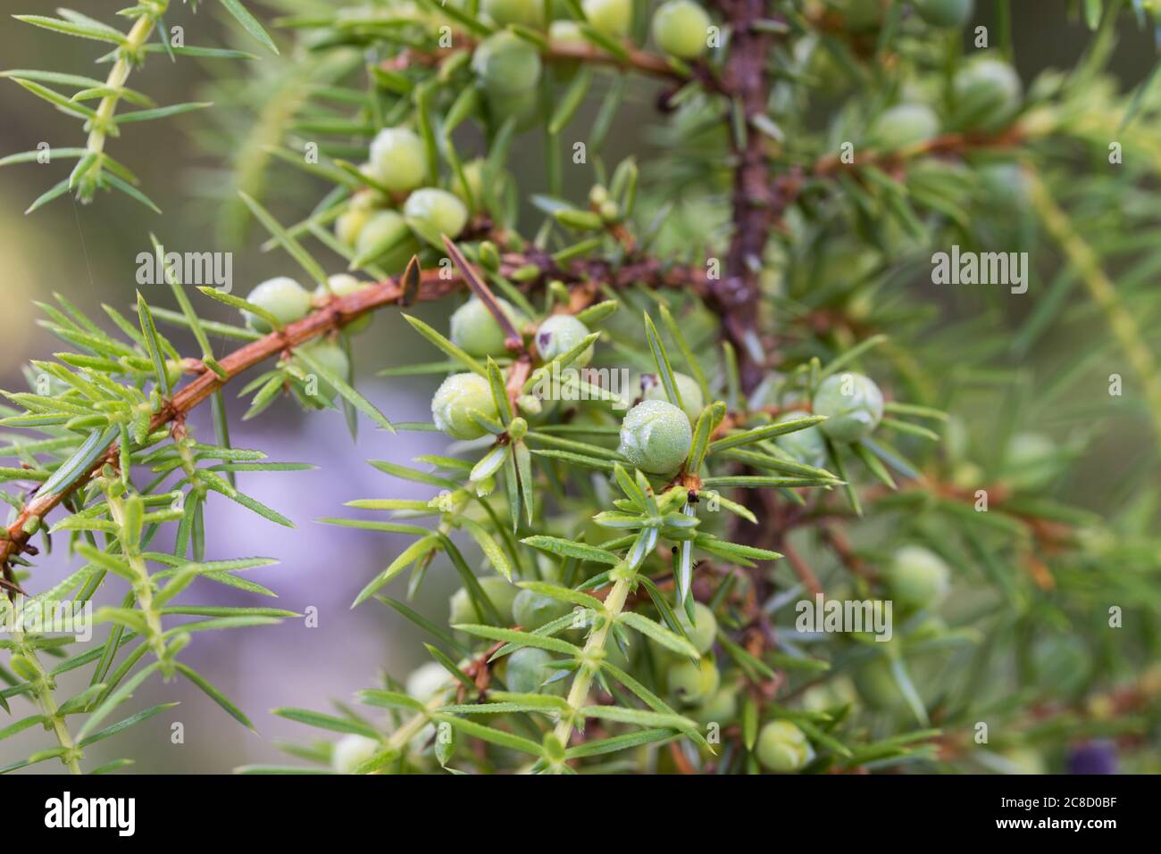juniper unripe berries on twig macro selective focus Stock Photo