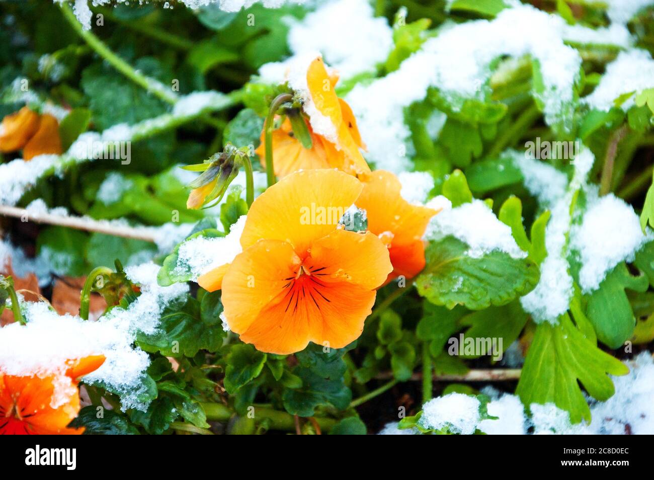 Surprised pansy at flowerbed covered with snow. Sudden winter in spring. Global climate change. Gardening challenge difficulties. Stock Photo