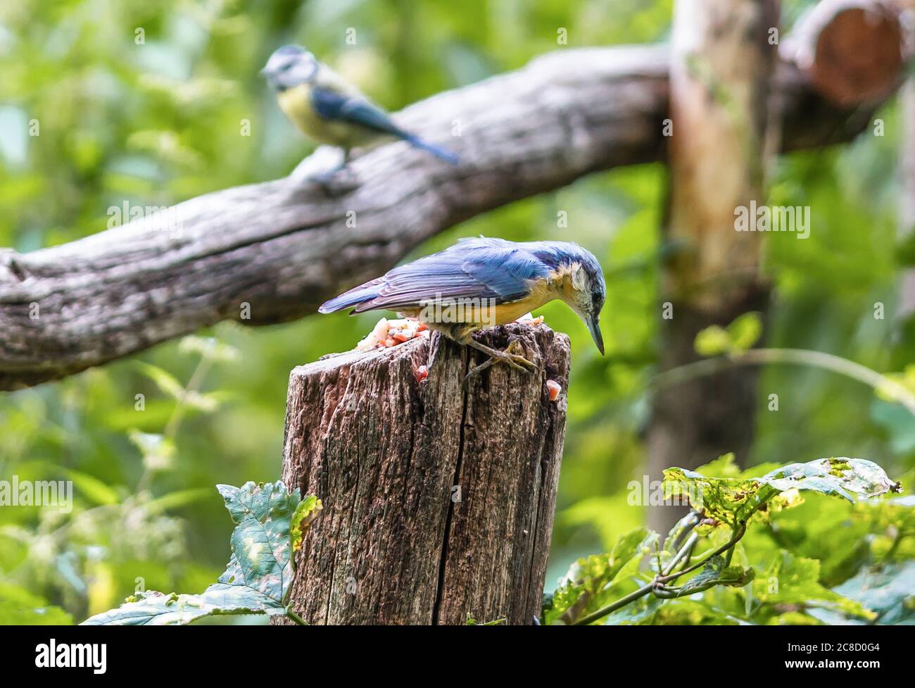 A male Eurasian nuthatch - Sitta europaea bird - perched on a tree stump in the woodland of Koenigsheide in Berlin Johannisthal, Germany, Europe Stock Photo
