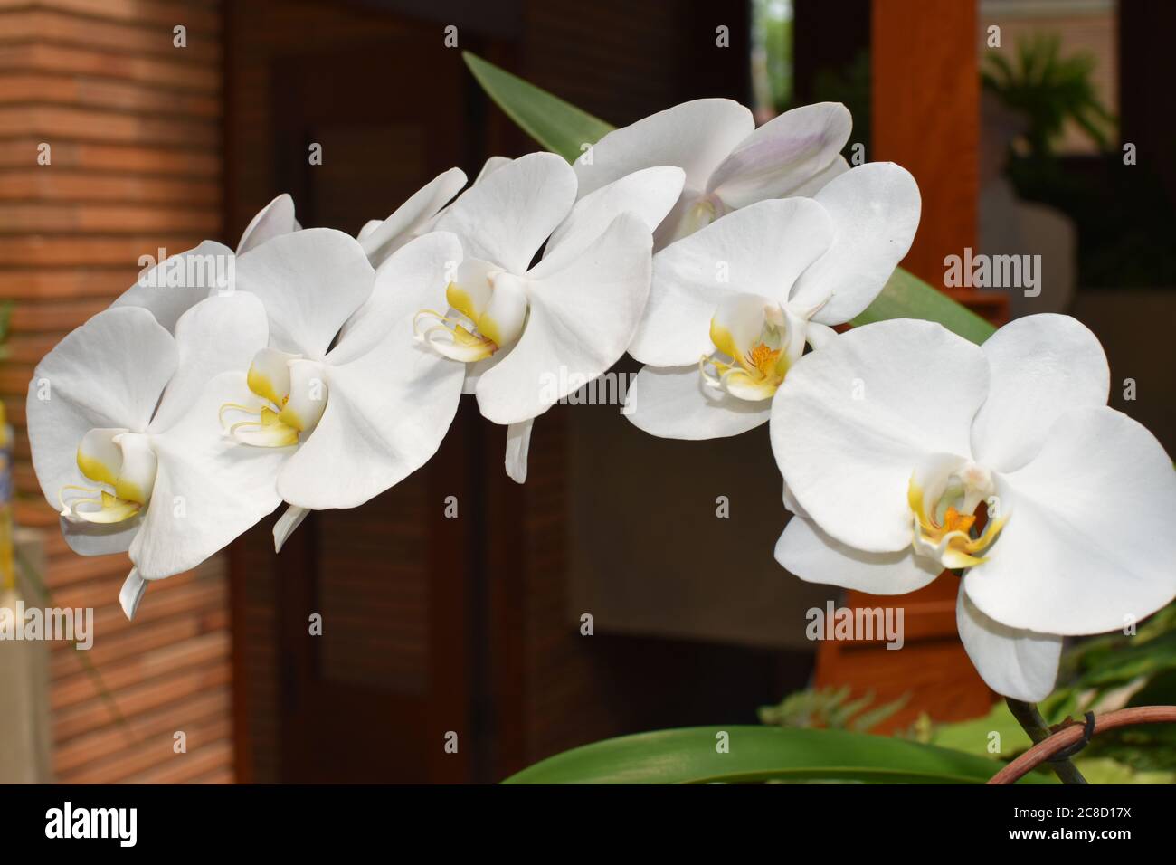 White orchids blooming in the summer Stock Photo