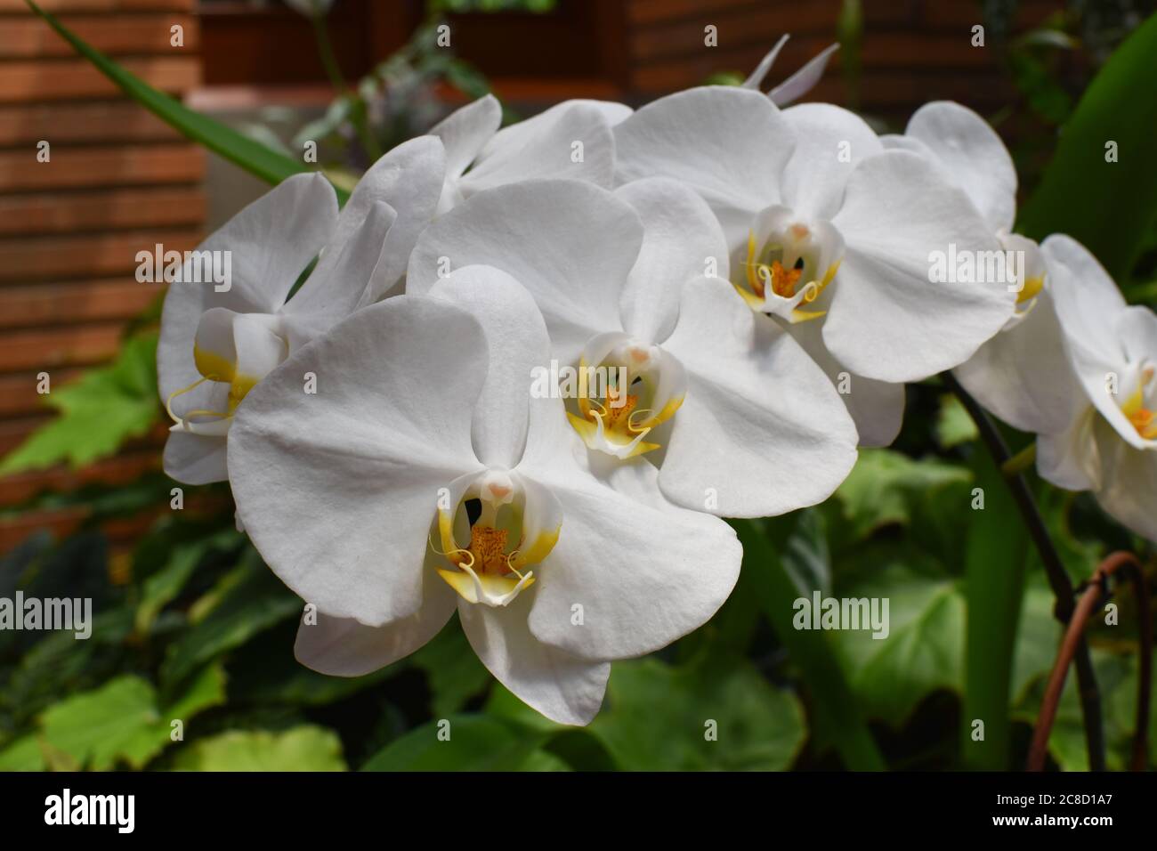 White orchids in bloom in the summer Stock Photo
