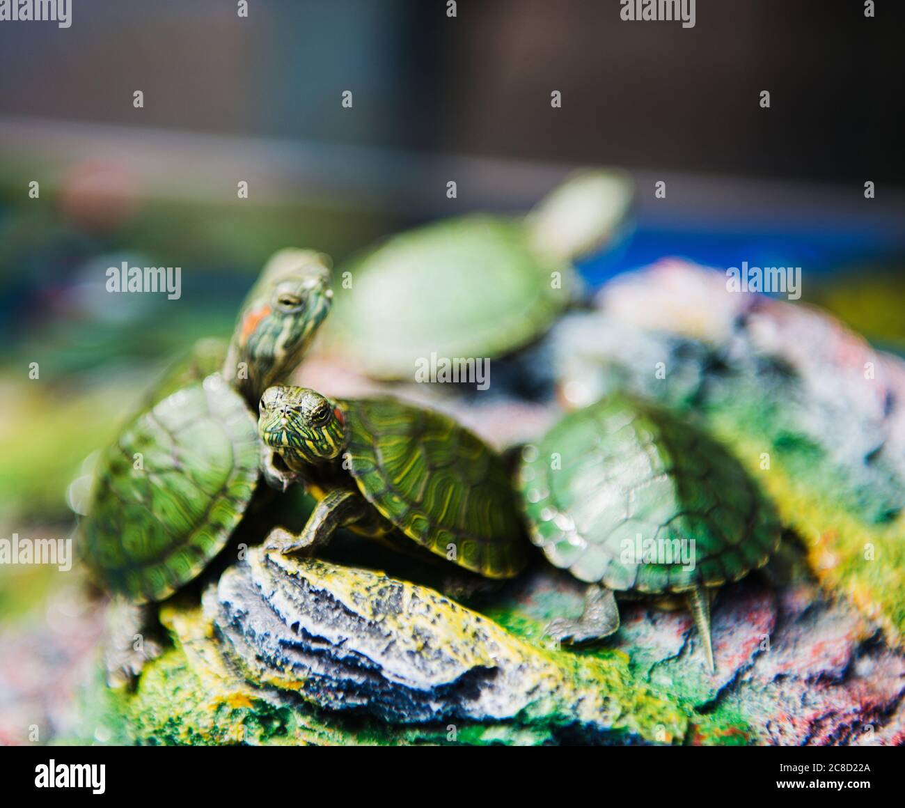 Baby turtles for sale at a pet shop Stock Photo