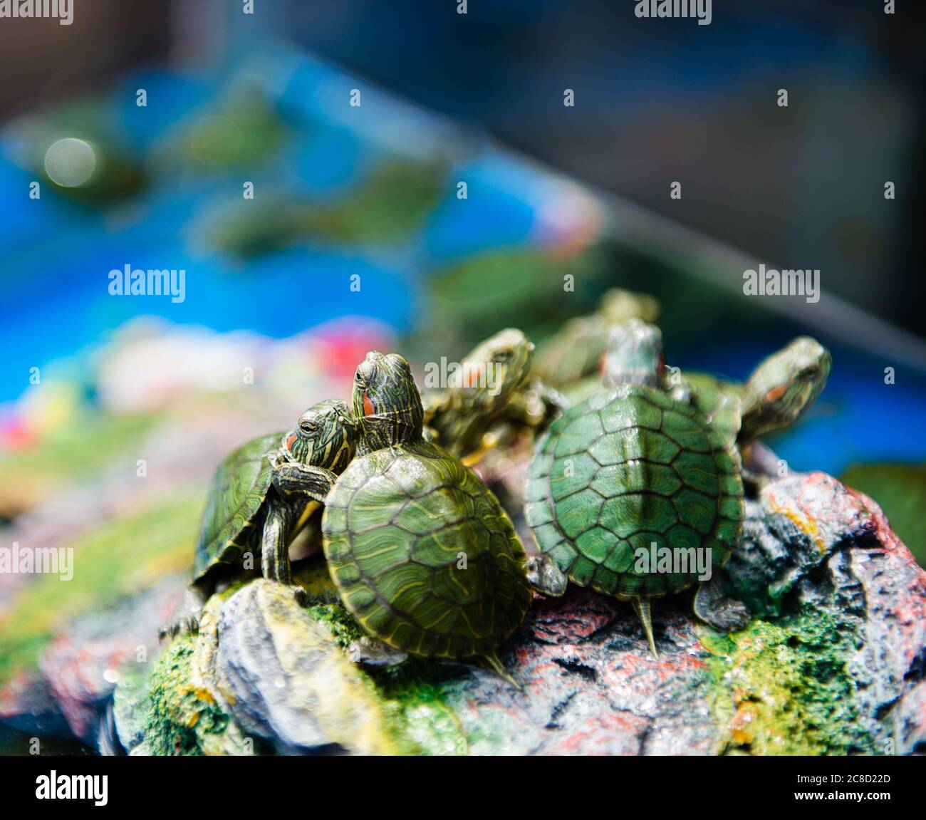 Baby turtles for sale at a pet shop Stock Photo - Alamy