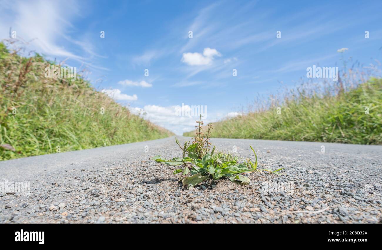 Greater Plantain / Plantago major and other weed growing in the baking tarmac of a Cornish country road in sunshine. Survival of the fittest. Stock Photo