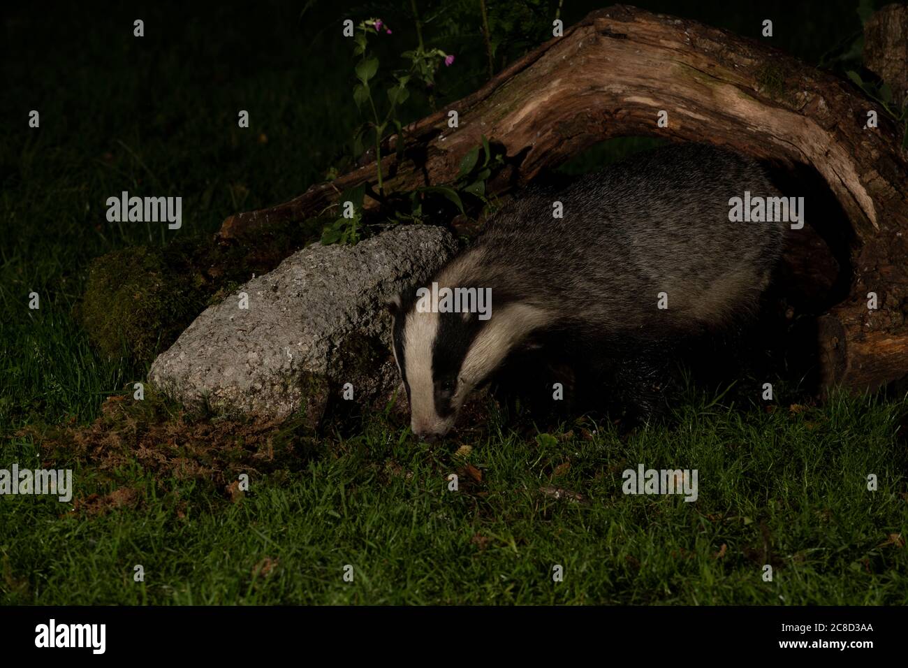 Badger (Meles meles) feeding at night, Dumfries, SW Scotland Stock Photo