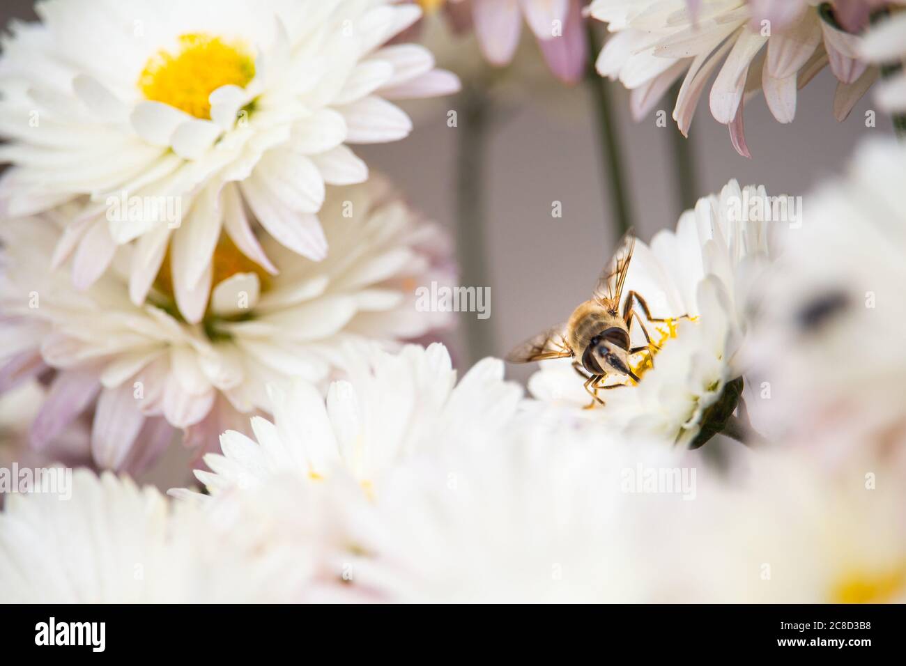 Honey bee on pink flowers hi-res stock photography and images - Alamy