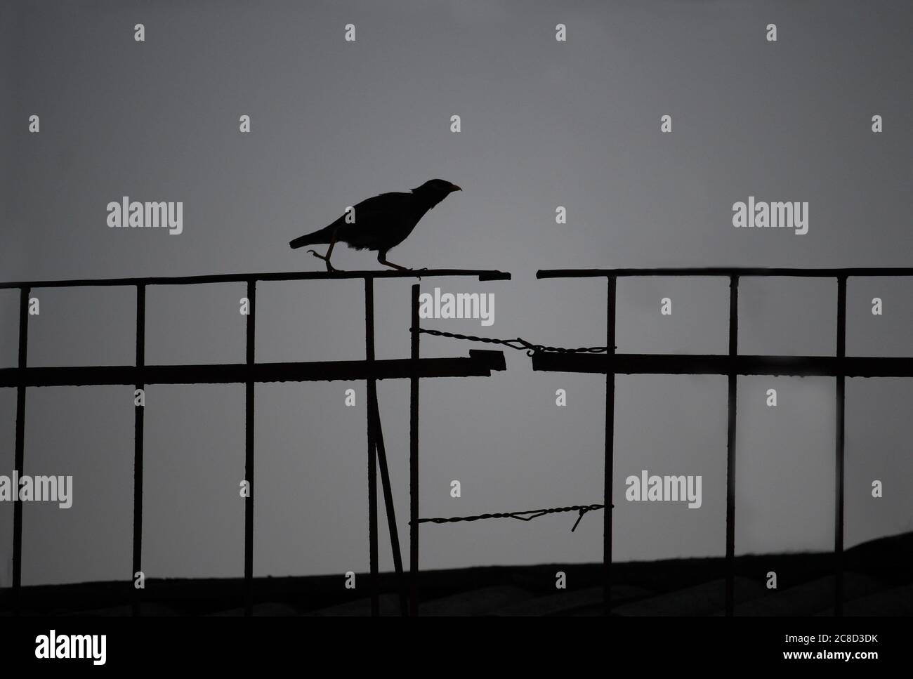 Silhouette bird. Crow is walking on the black fence with copy space Stock Photo