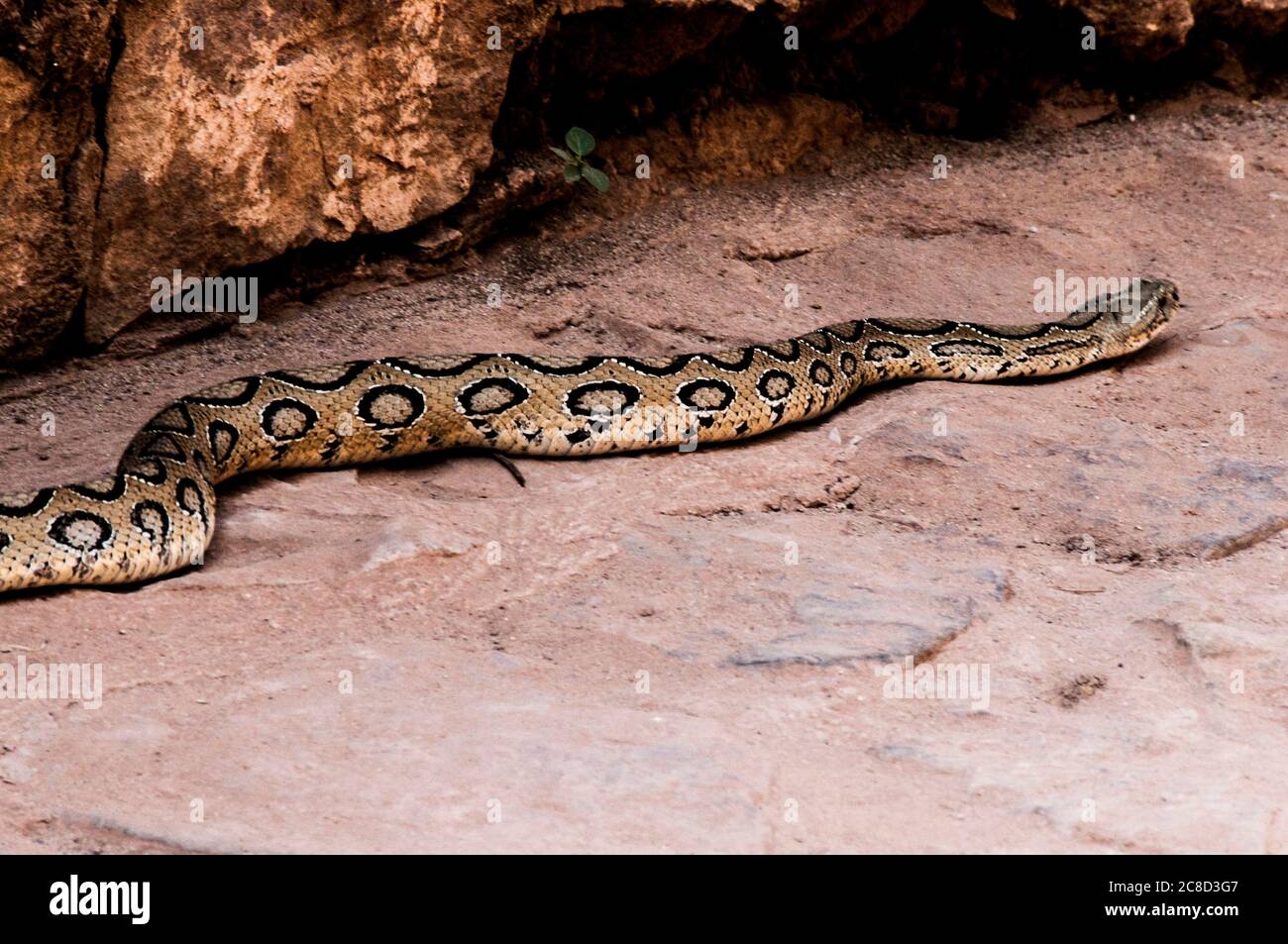 Russell's viper is a species of venomous snake in the family Viperidae, the family which includes the venomous Old World vipers Stock Photo
