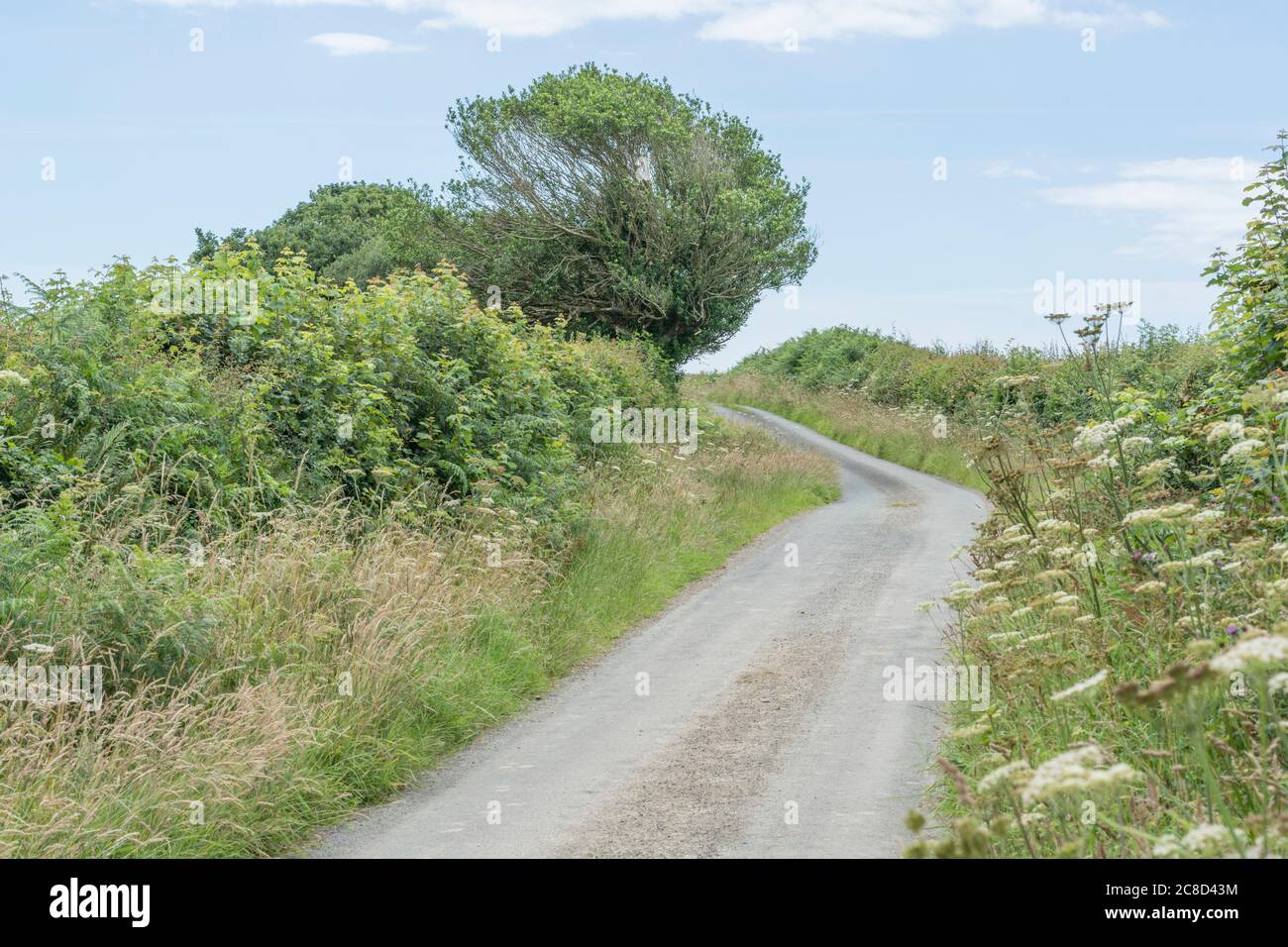Rural country lane in Cornwall with typical banked hedgerows in summer