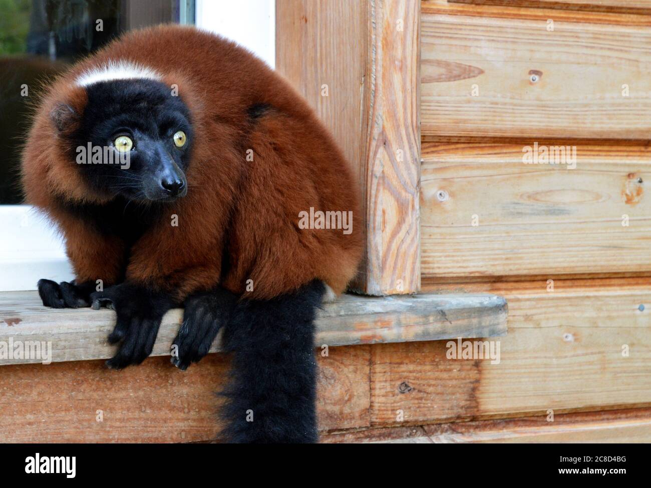 Magnificent red ruffed lemur, it is a lemuridae type monkey. This is endangered animal. Stock Photo