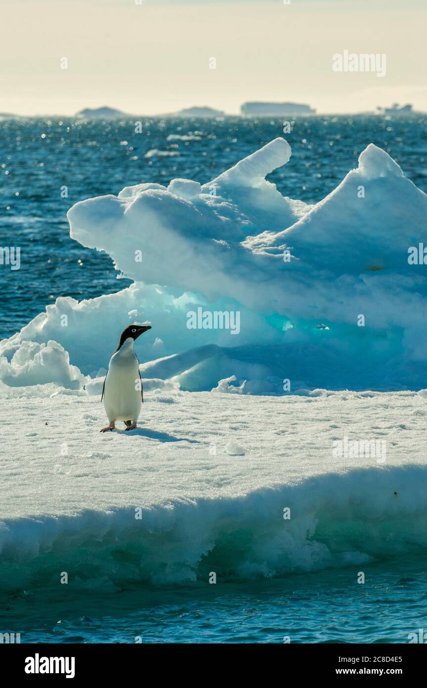 A Adelie penguin (Pygoscelis adeliae) on an ice floe at Paulet Island ...