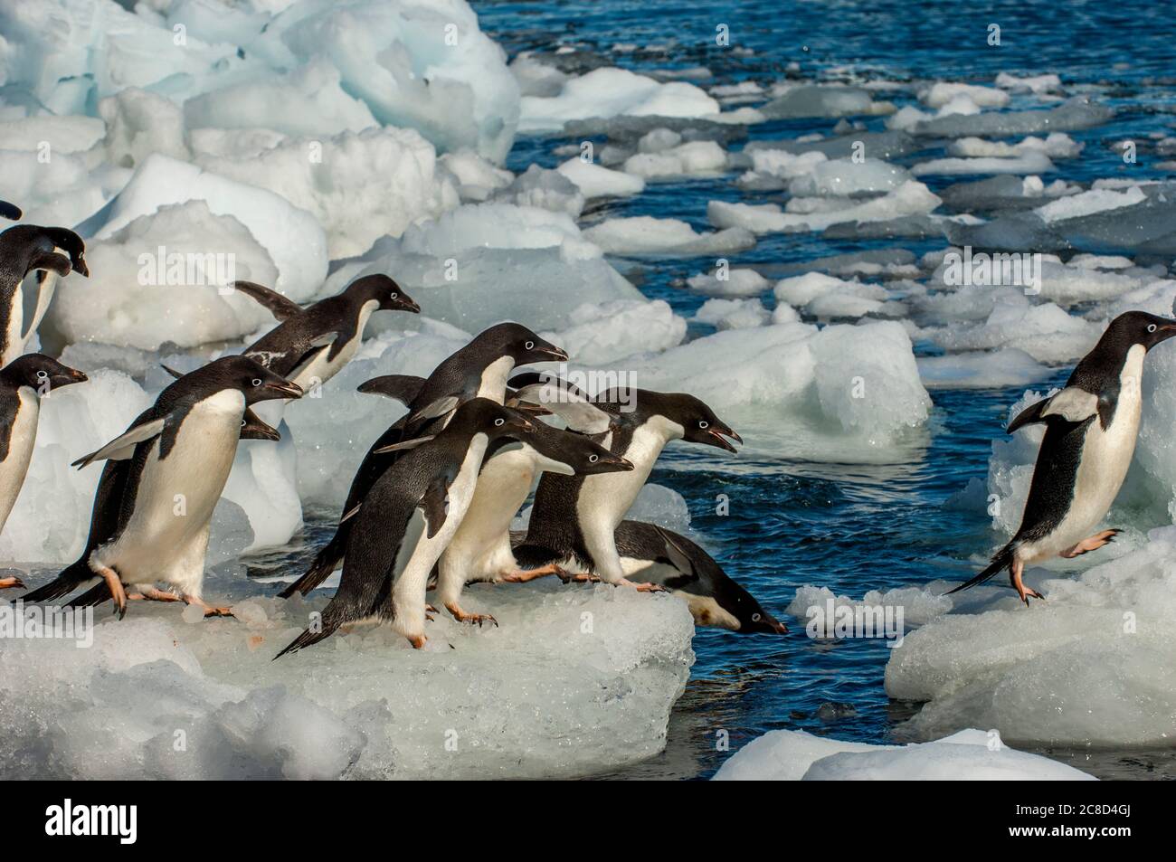 Adelie penguins (Pygoscelis adeliae) jumping into the sea from an ice ...
