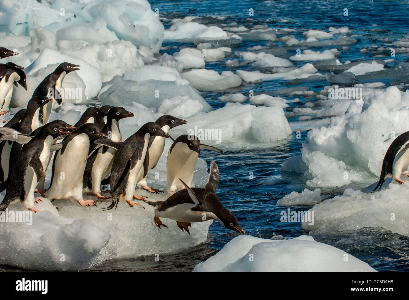 Adelie penguins (Pygoscelis adeliae) jumping into the sea from an ice ...