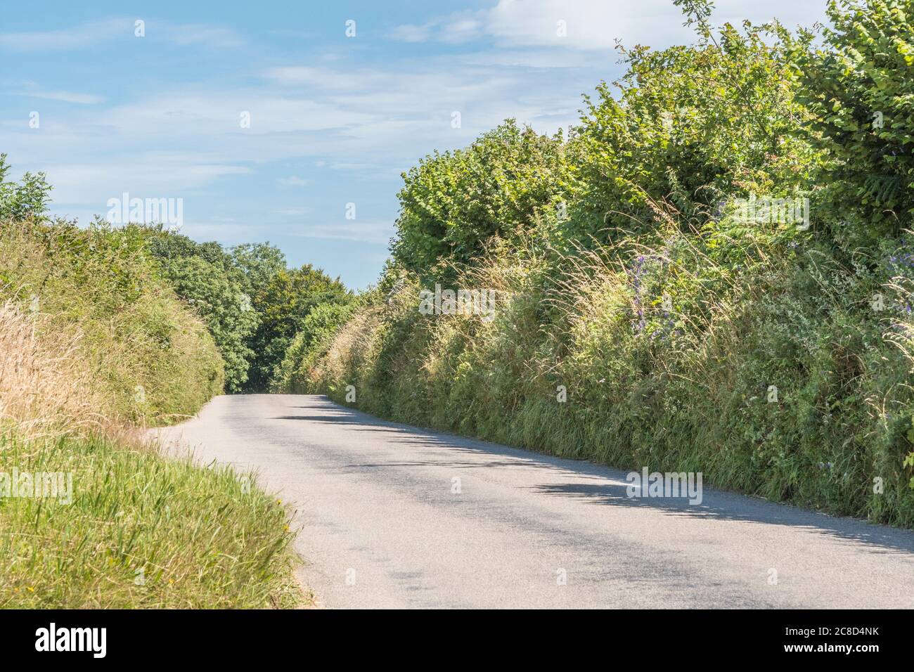 Fern and weed infested Cornwall country road grass verge, with blue Summer sky behind. High banked hedgerows are a common feature of Cornwall roads. Stock Photo