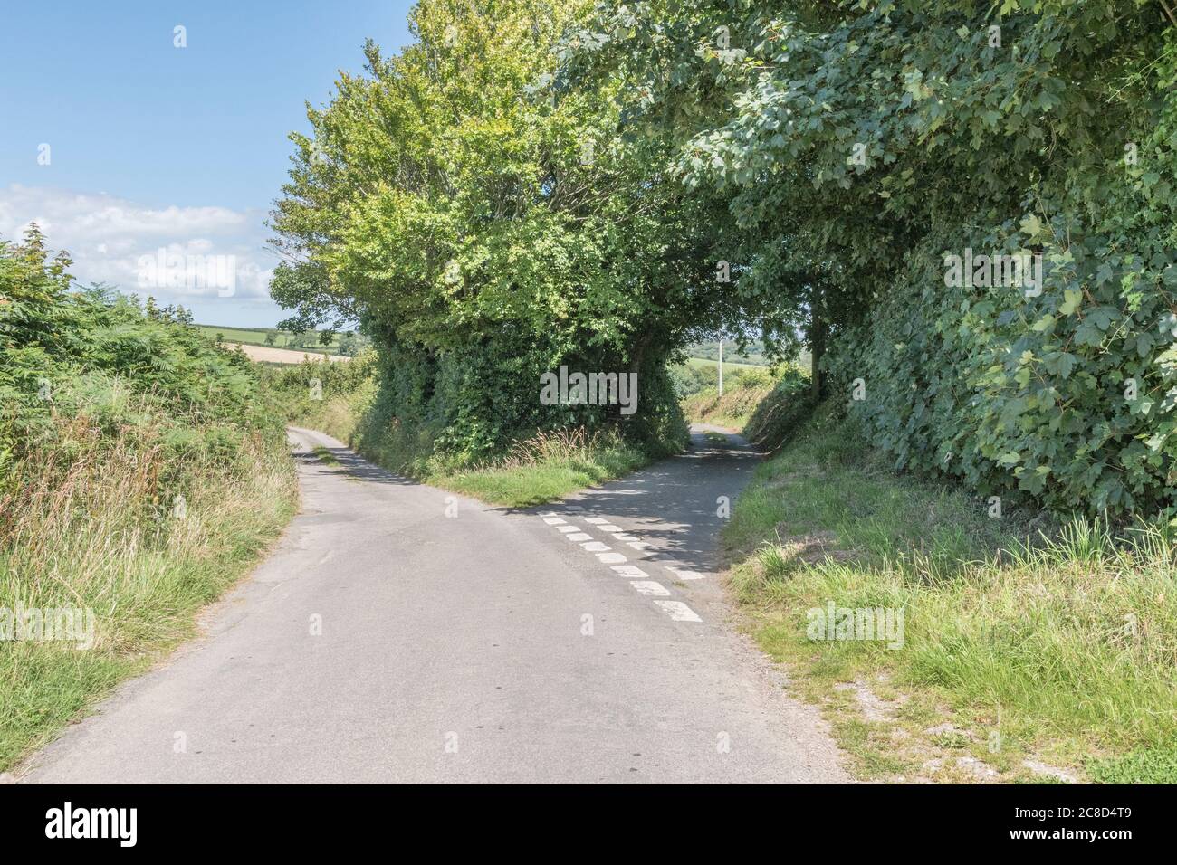 Forking country road in Cornwall, UK, and hedgerows. Metaphor route to take, choices, left or right, what lies ahead, diverging, alternative route. Stock Photo