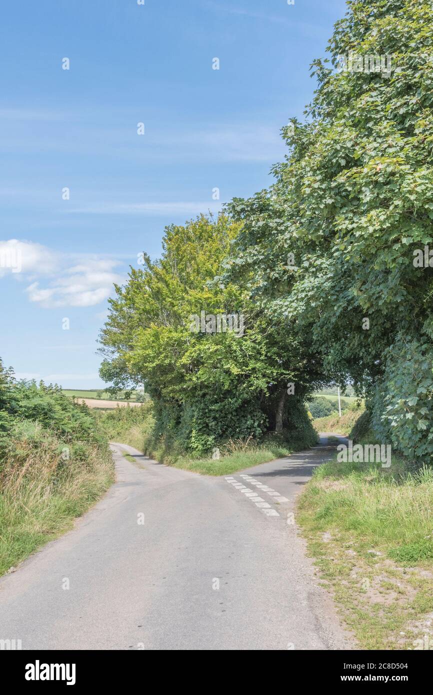 Forking country lane in Cornwall, UK, and hedgerows. Metaphor route to take, choices, left or right, what lies ahead, diverging, alternative route. Stock Photo