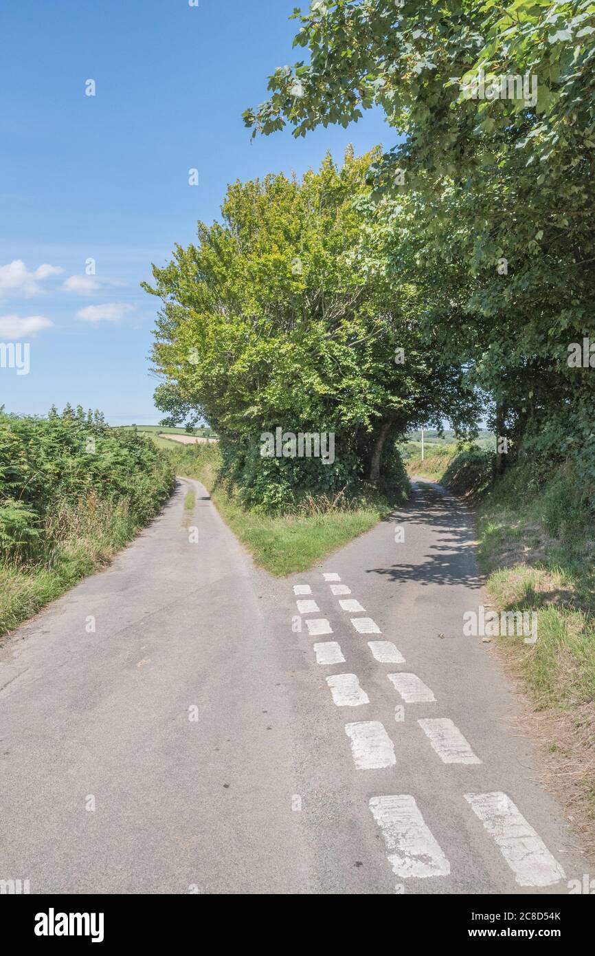 Forking country lane in Cornwall, UK, and hedgerows. Metaphor route to take, choices, left or right, what lies ahead, diverging, alternative route. Stock Photo