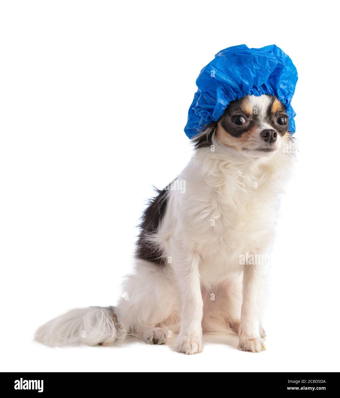 Chihuahua with blue bathing cap on white background Stock Photo