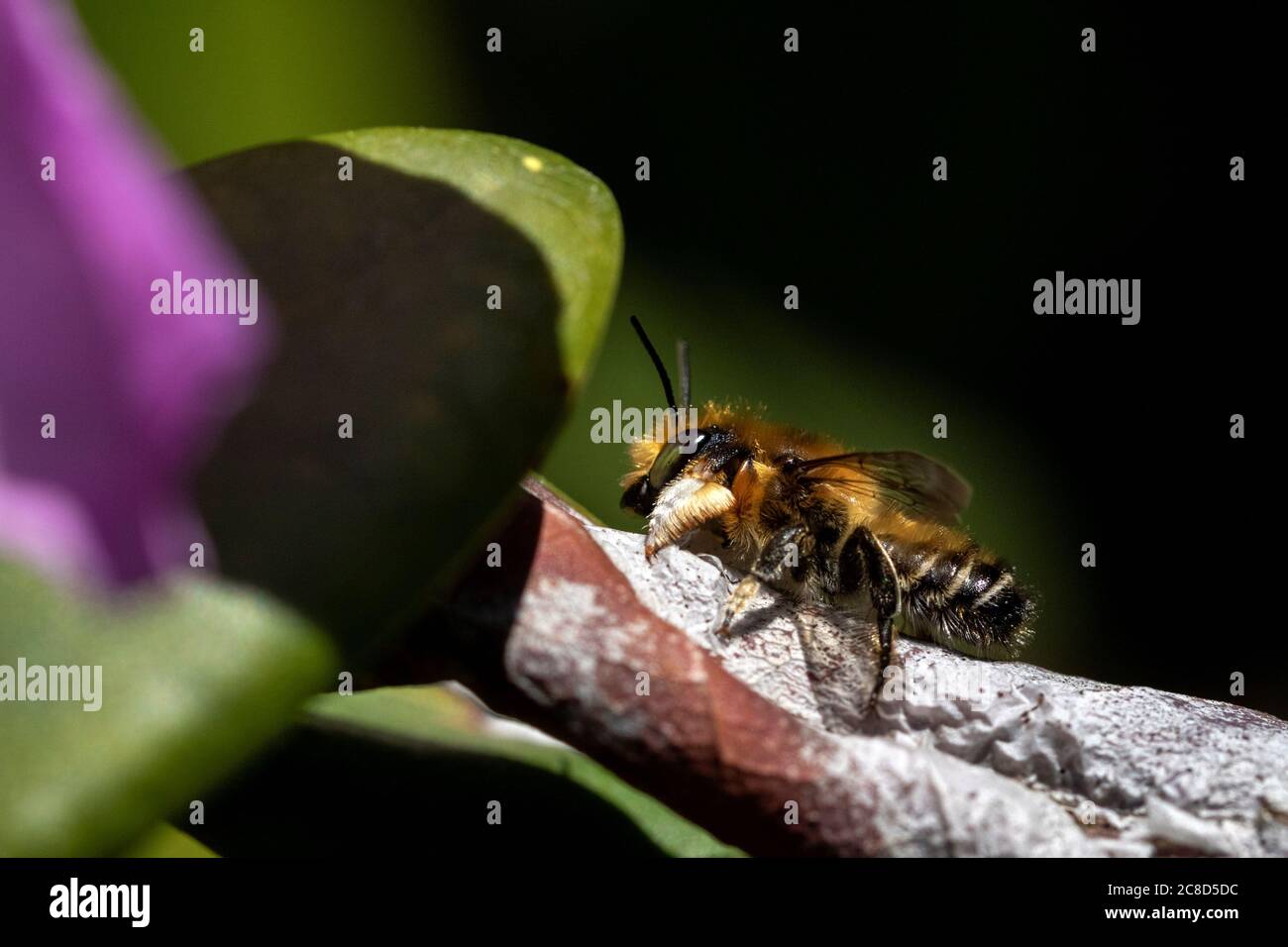 A macro portrait of a leefcuttre bee sitting on a branch of a plant. The insect is also called a megachile willughbiella. Stock Photo
