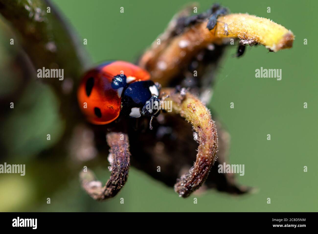 A macro portrait of a ladybug sitting at the tip of a branch in a wilted flower. The insect was just sittings their and looking around. Stock Photo