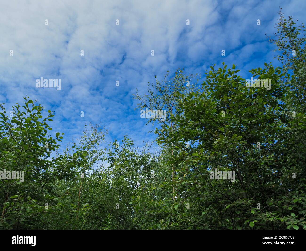 Trees wih green summer leaves and a blue sky with white clouds Stock Photo