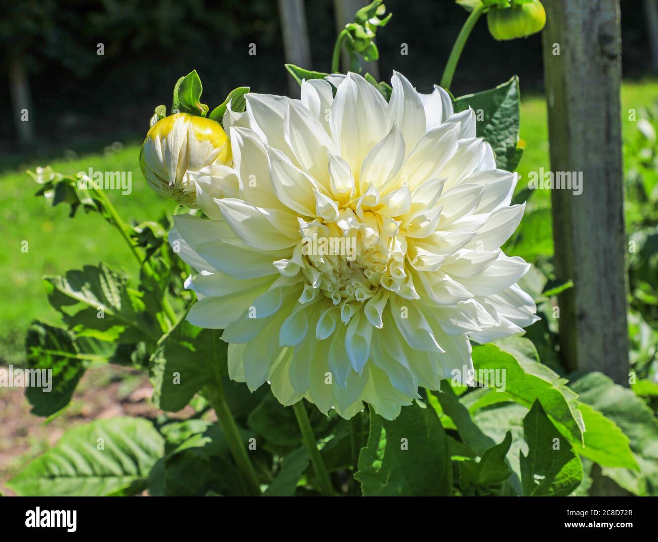 Close up shot of a white flower head of a Dahlia named 'White Perfection' at the National Dahlia Collection, Penzance, Cornwall, England Stock Photo