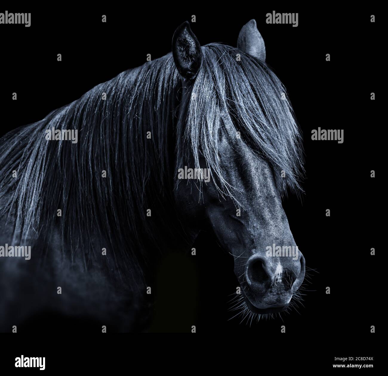 Black horse hi-res stock photography and images - Alamy