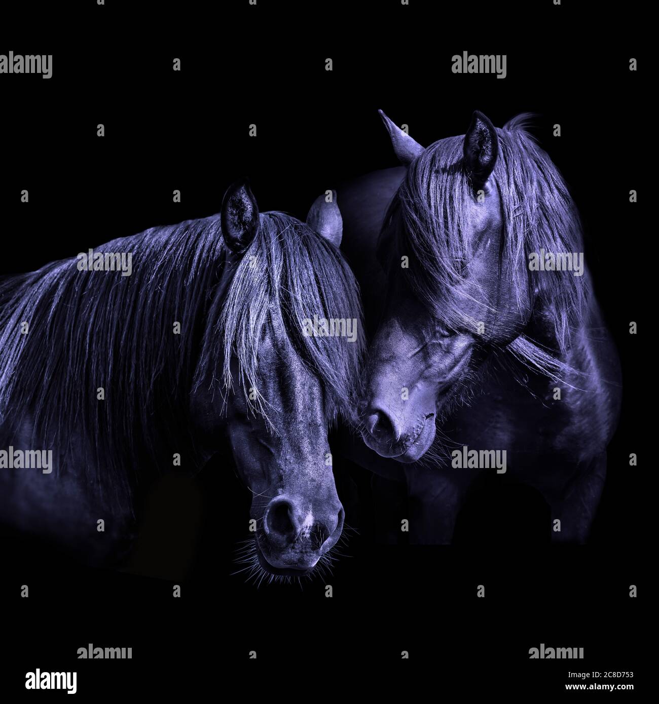 Black horse pony stallion head equine portrait Stock Photo