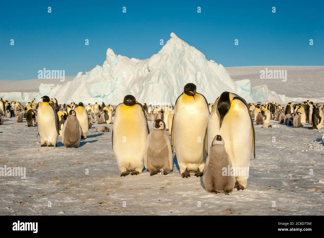 Emperor penguins (Aptenodytes forsteri) with chicks on the sea ice at Snow Hill Island in the Weddell Sea in Antarctica. Stock Photo