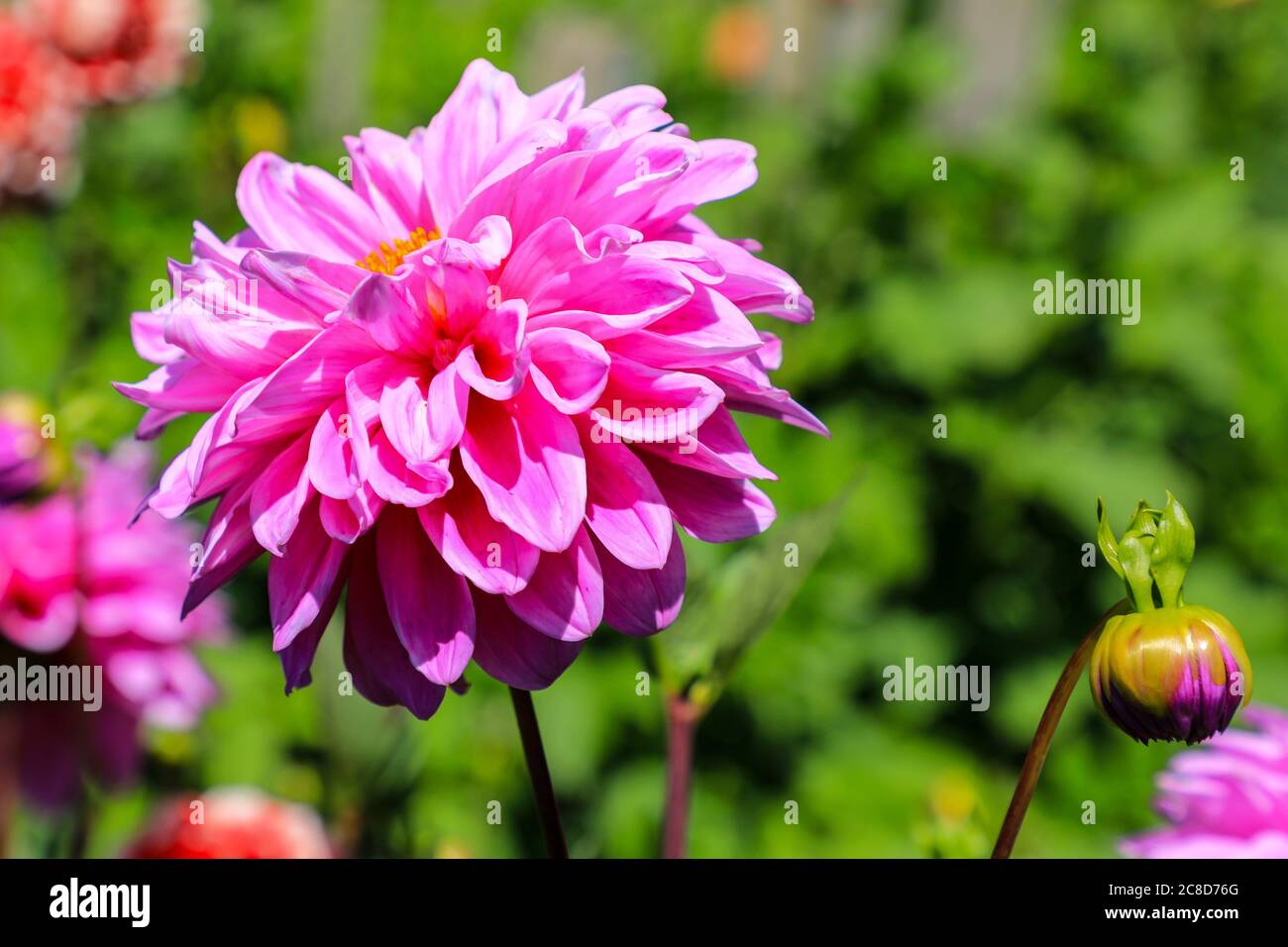 Close up shot of a purple pink flower head of a Dahlia named 'Worton Superb' at the National Dahlia Collection, Penzance, Cornwall, England Stock Photo