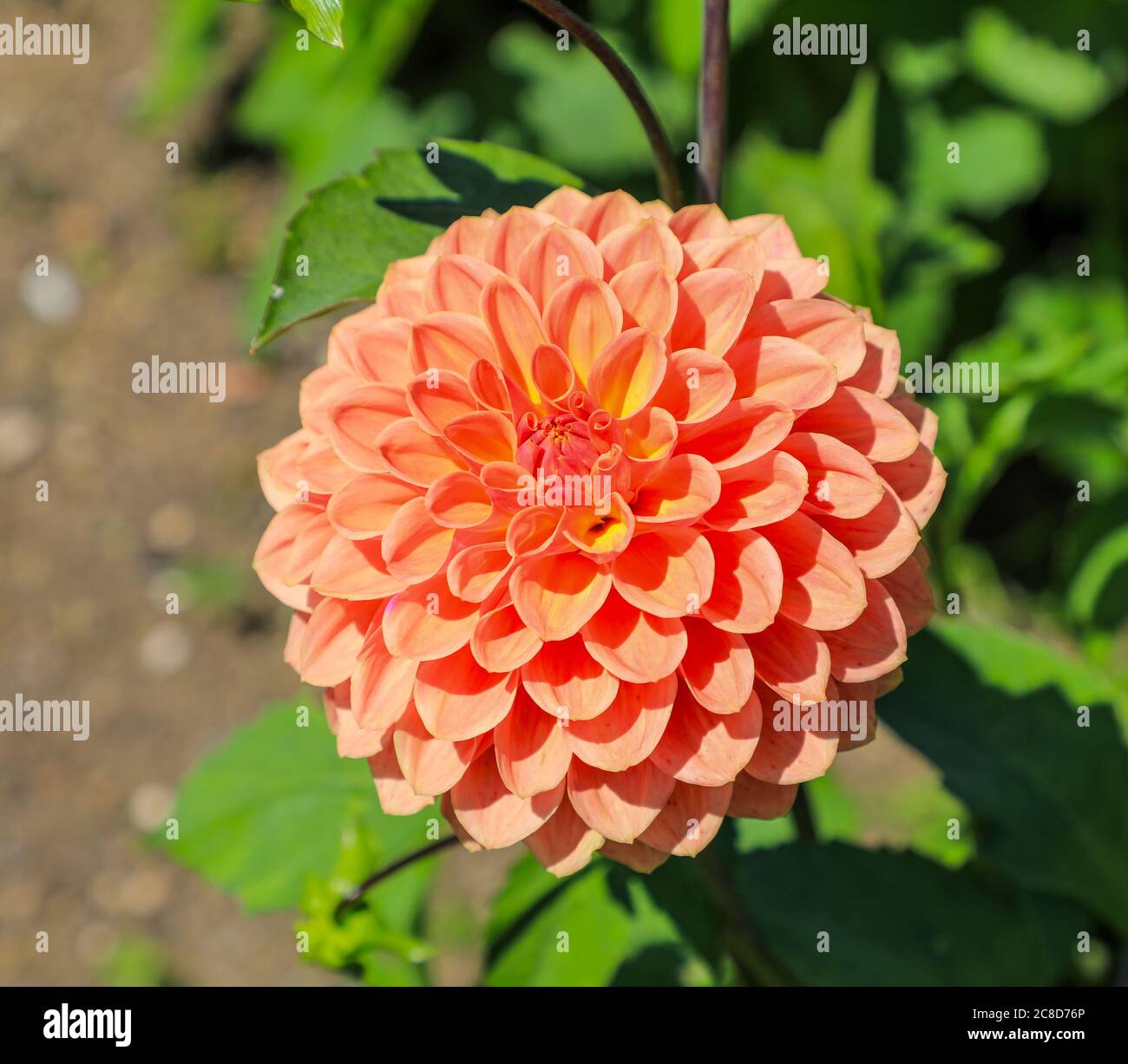 Close up shot of an orange flower head of a Dahlia named 'John Prior' at the National Dahlia Collection, Penzance, Cornwall, England Stock Photo