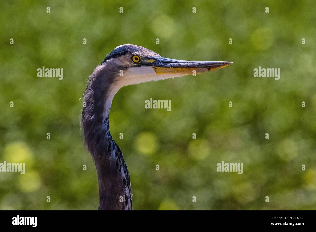 A ragged looking Great Blue Heron (Ardea herodias) at the San Luis National Wildlife Refuge in the Central Valley of California USA Stock Photo