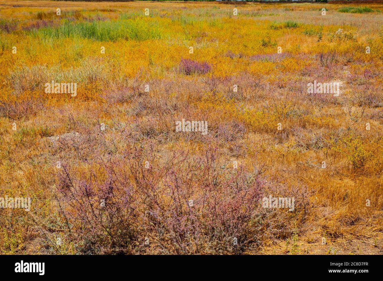 The different colors of summer in the grasslands of the San Luis National Wildlife Refuge in California USA Stock Photo