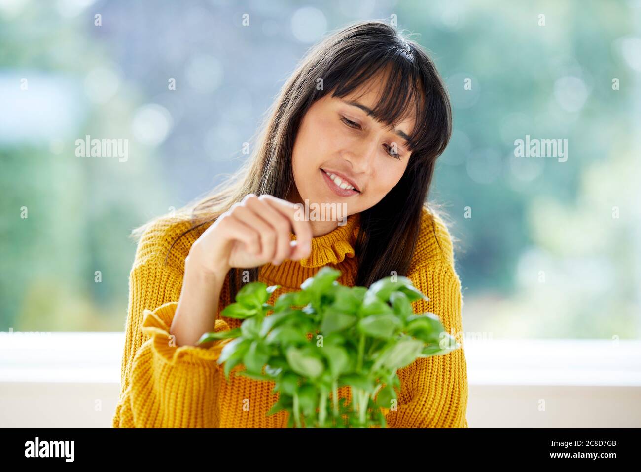 Woman picking basil leaves Stock Photo