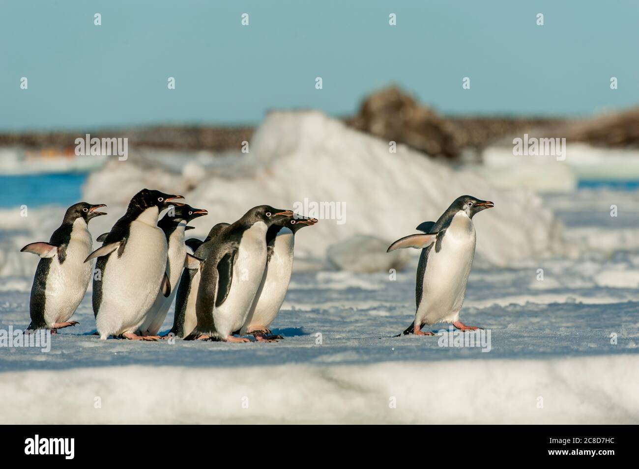 A group of Adelie penguins (Pygoscelis adeliae) jumping from an ice ...