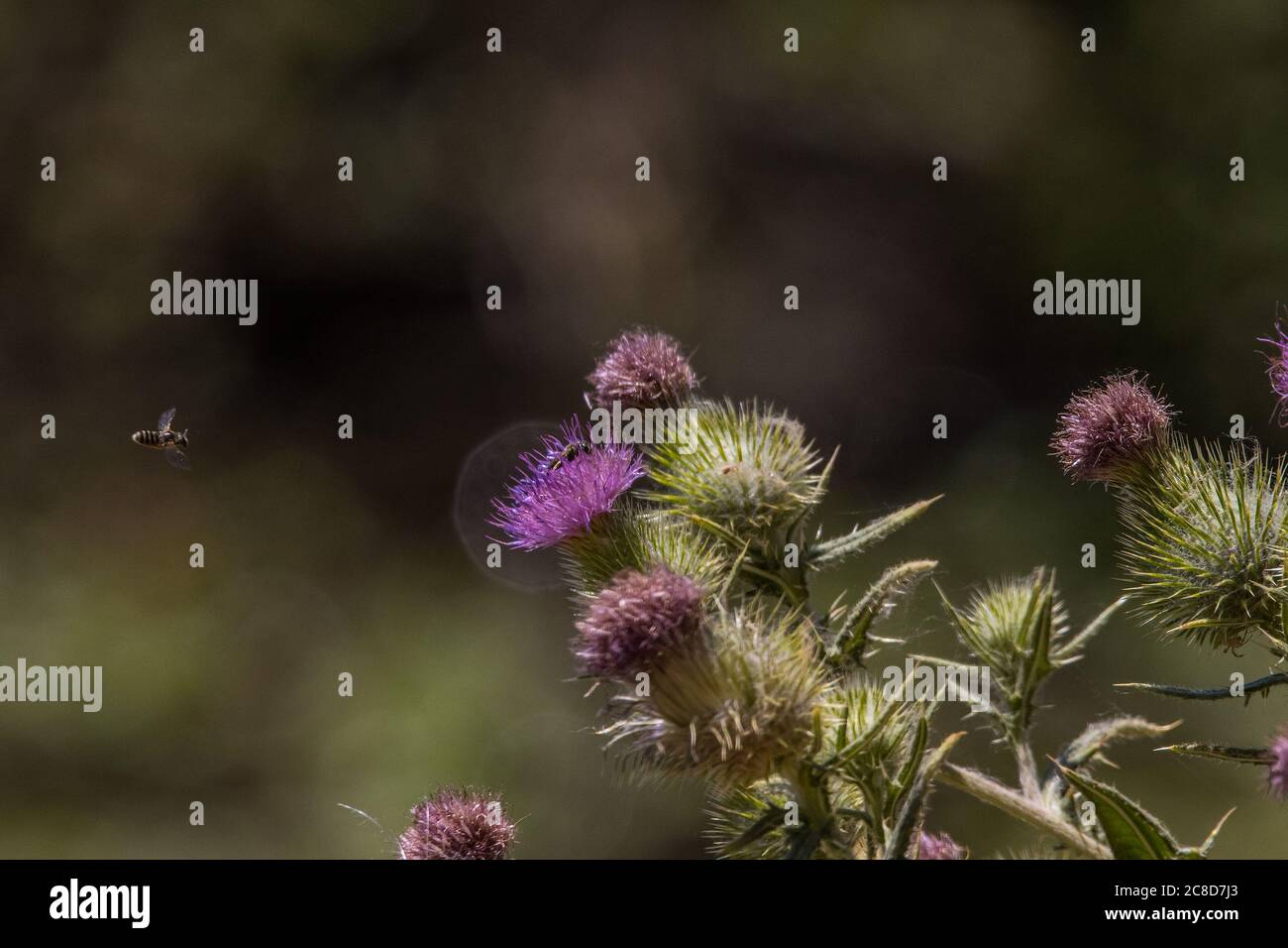 A Canada Thistle (Cirsium arvense) plant has some visitors at the San Luis National Wildlife Refuge in the Central Valley of California USA Stock Photo