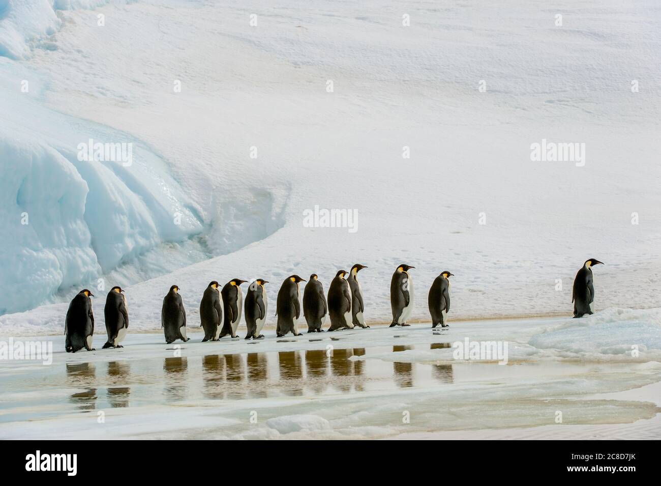 A group of Emperor penguins (Aptenodytes forsteri) walking over fast ice at the Emperor penguin colony at Snow Hill Island in the Weddell Sea in Antar Stock Photo