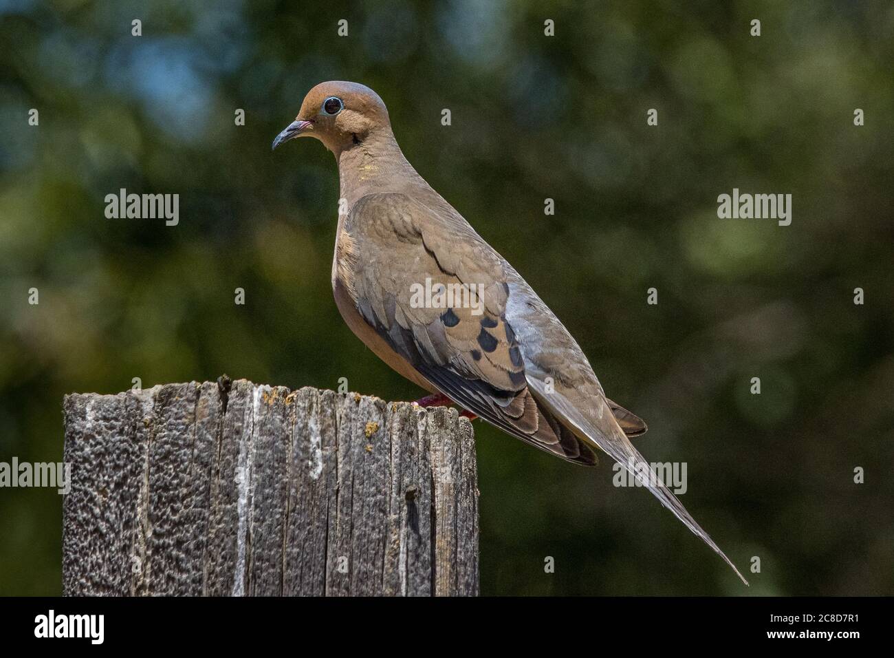 A Mourning Dove (Zenaida Macroura) perches on a weathered fence post at the San Luis National Wildlife Refuge in the Central Valley of California USA Stock Photo