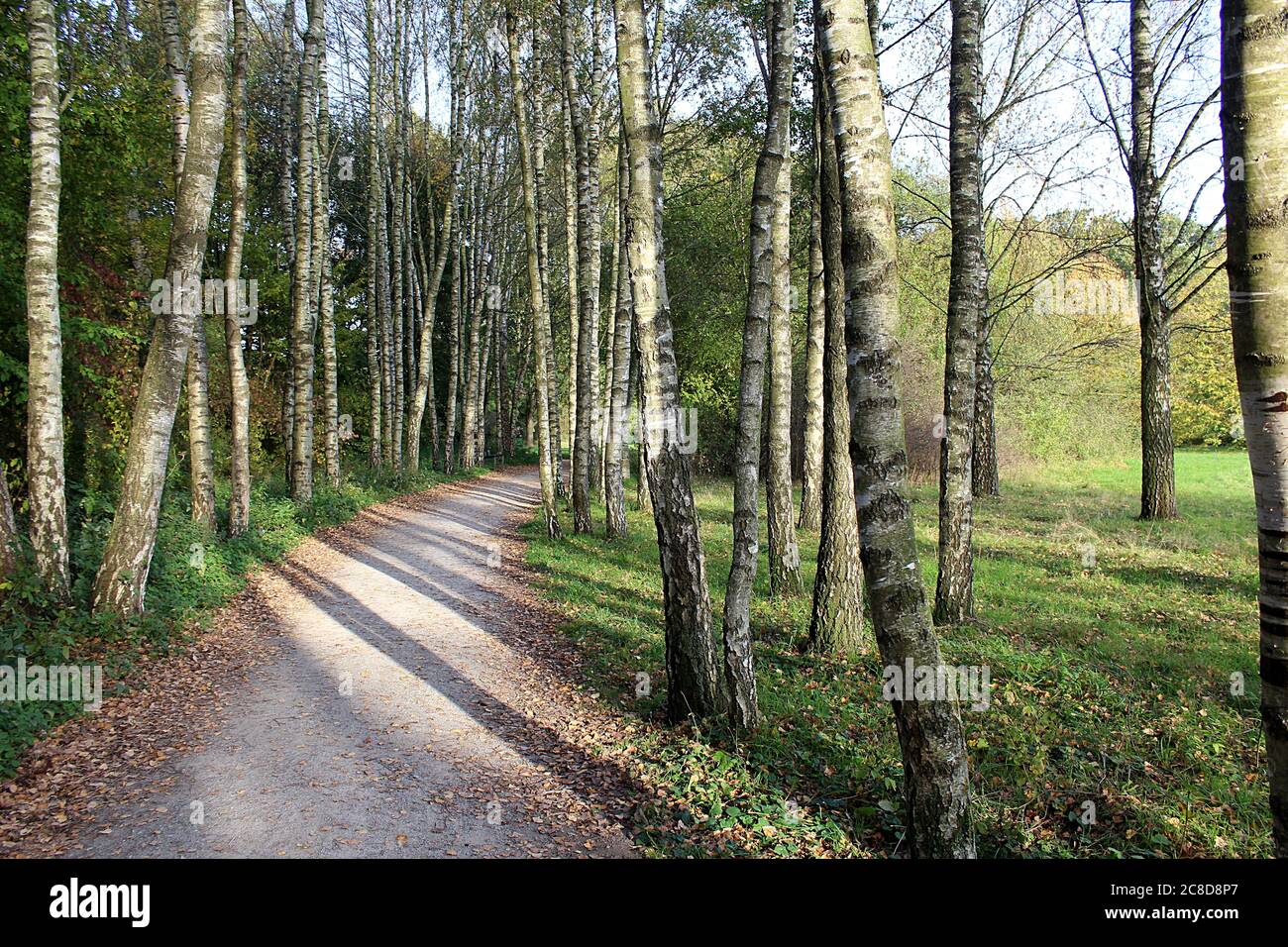 Birch trees in Wienburgpark (also called Stadtpark Wienburg or Nordpark) in Muenster, Germany in autumn. Stock Photo