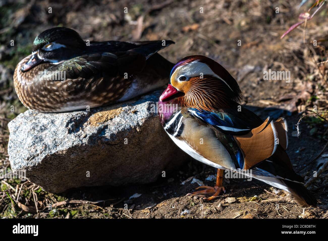 Male Mandarin Duck (Aix galericulata Stock Photo - Alamy