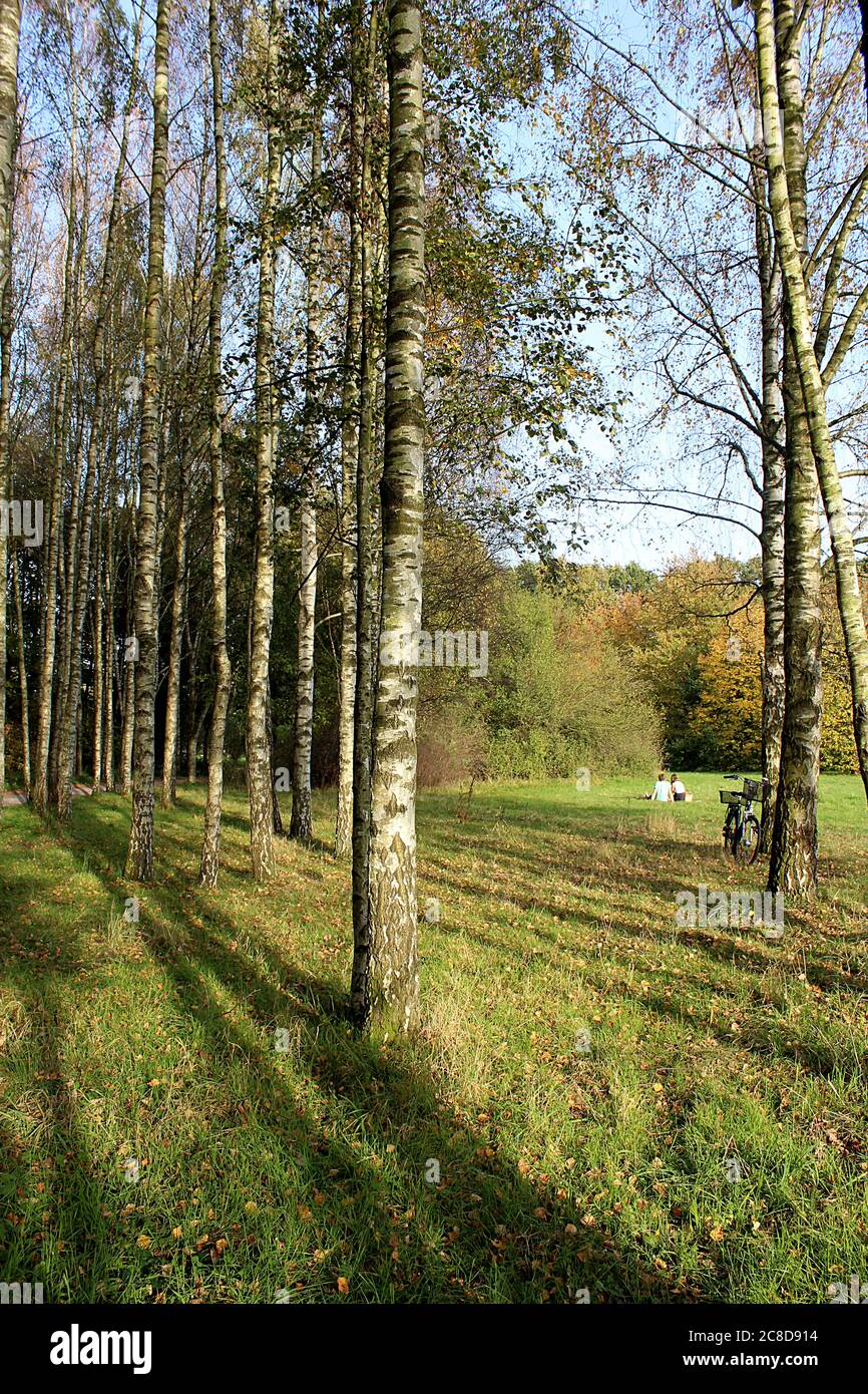 Birch trees in Wienburgpark (also called Stadtpark Wienburg or Nordpark) in Muenster, Germany in autumn. Stock Photo