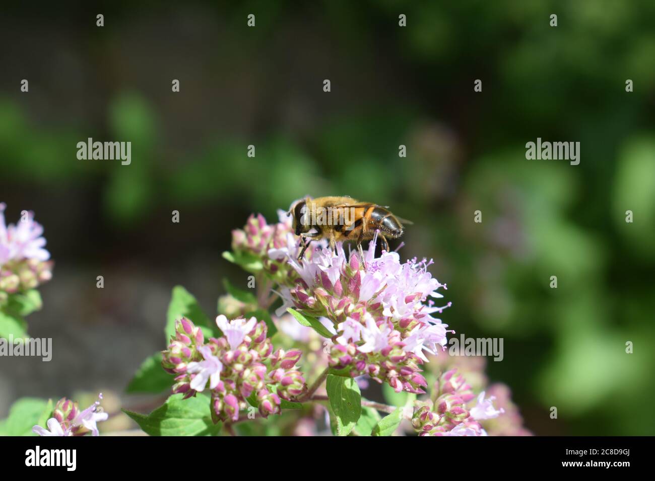 bees on oregano blossoms Stock Photo Alamy