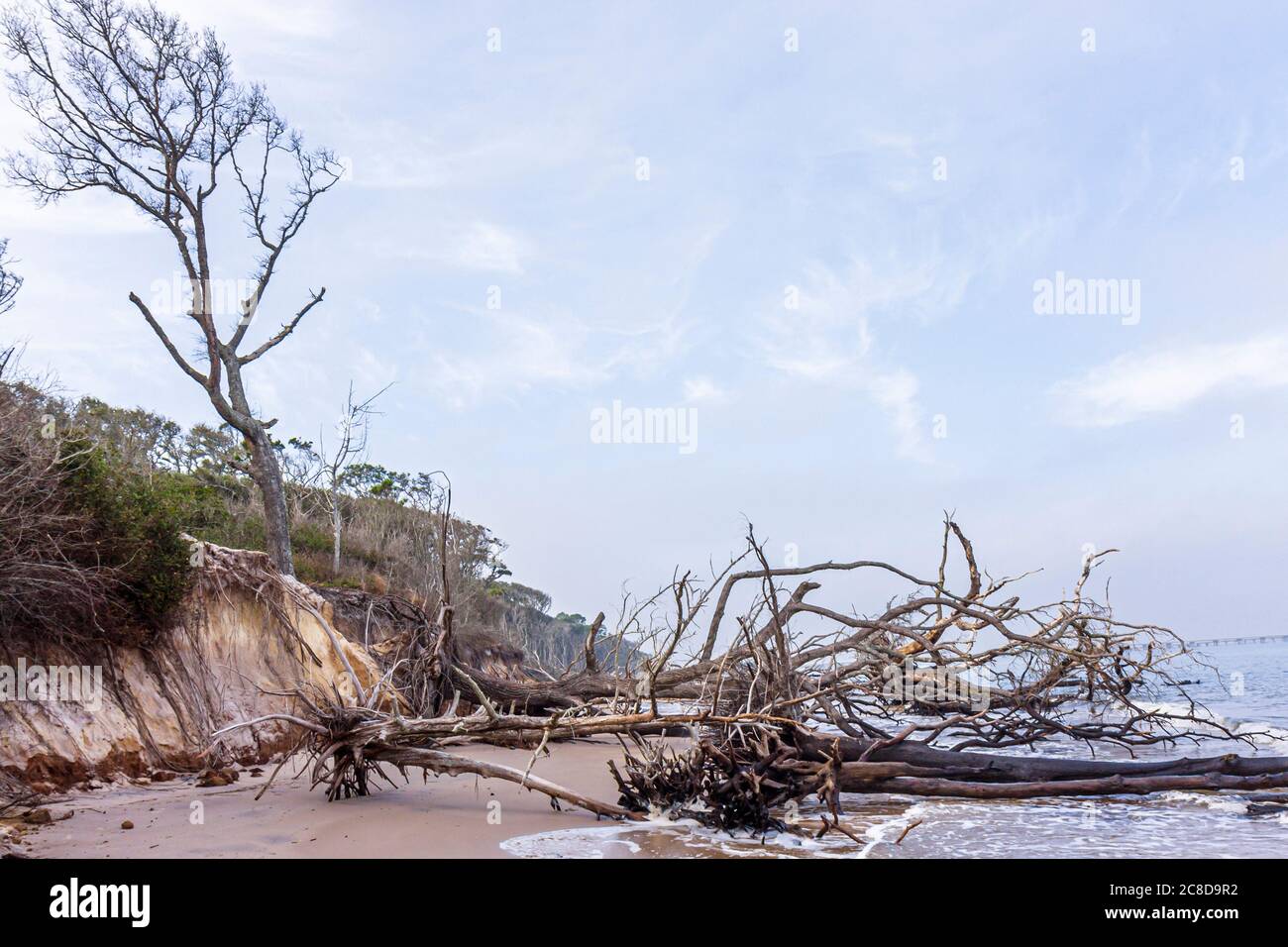 Jacksonville Florida,Big Talbot Island State Park,Atlantic Ocean water Boneyard Beach,shoreline,nature preserve,erosion,salt washed tree trees,driftwo Stock Photo