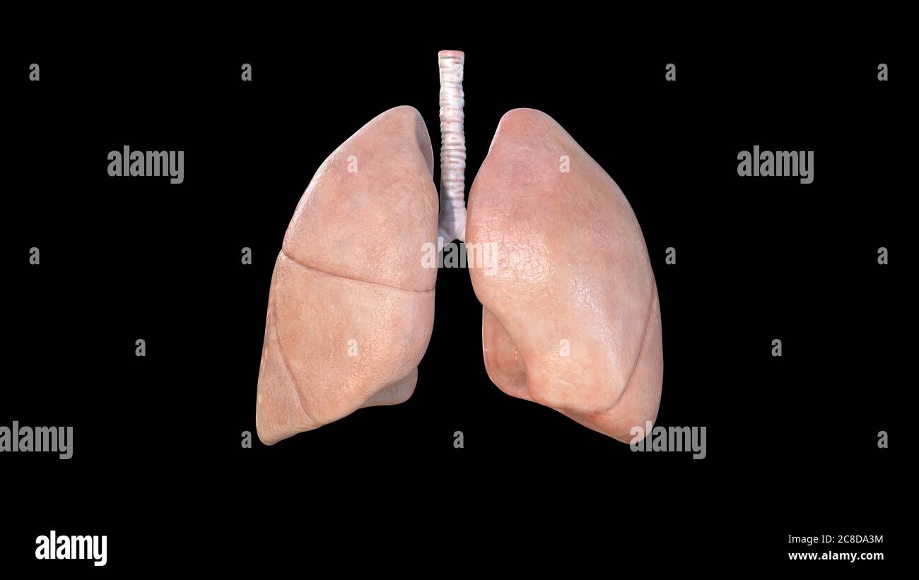 Lungs Anatomy, Human Respiratory System, pneumonia, coronavirus, covid-19, Autopsy medical concept. Cancer and smoking problem. cancer, 3d rendering Stock Photo